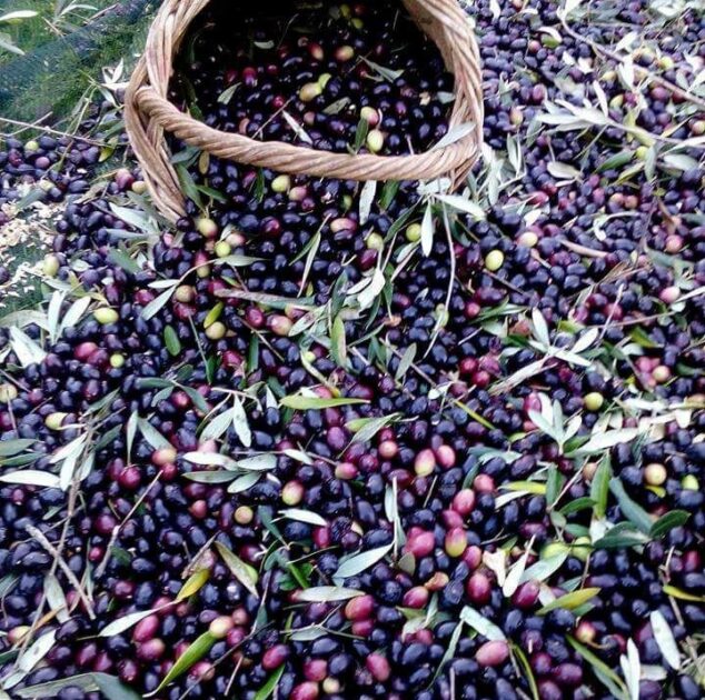 Olives spilling out of a traditional basket on to the net laid on the terrain of our olive grove.