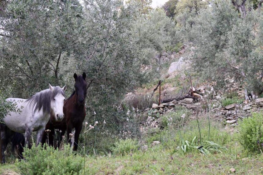 Photo of a white and a brown horse taken in our olive grove during one of our walks.