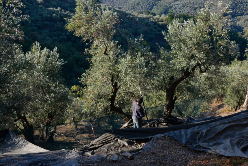 Worker in our olive grove harvesting olives. In the background mountains filled with olive trees.